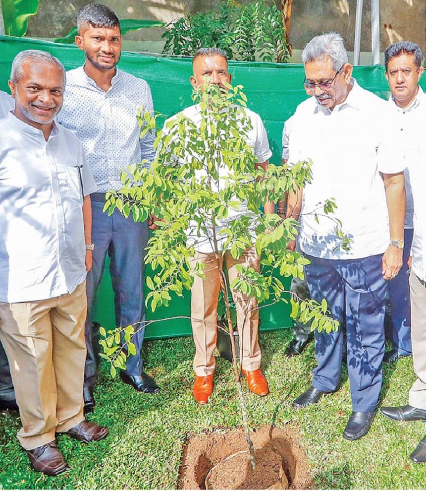 NEWS p01 TREE PLANTING 0