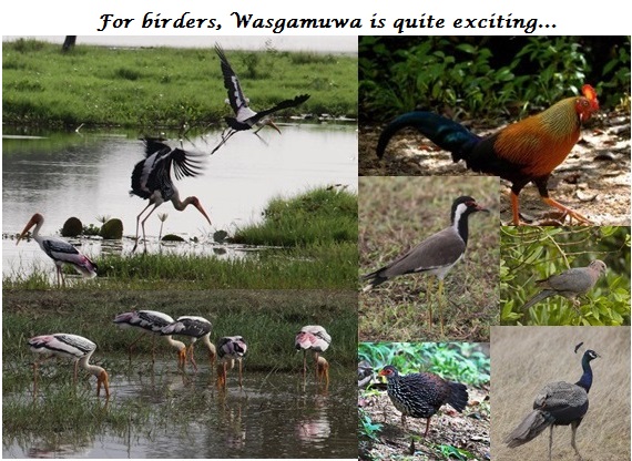 Wasgamuwa 07 1