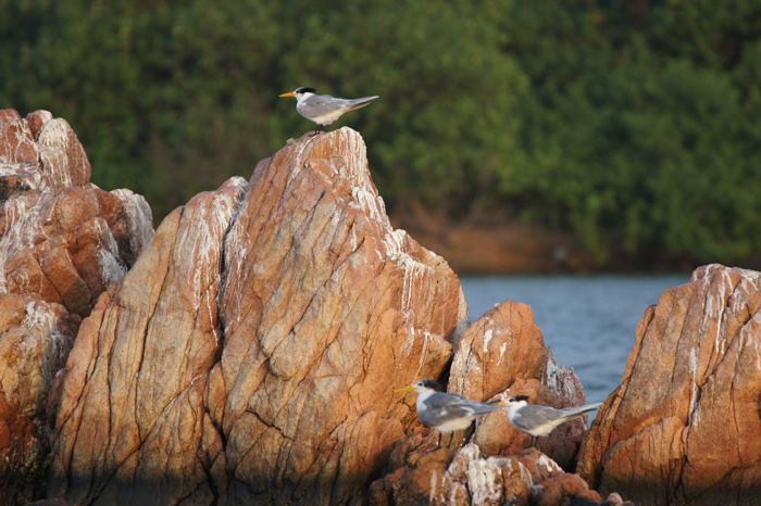 Crested Terns
