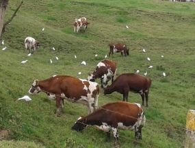 Netherlands to support Sri Lanka's dairy industry