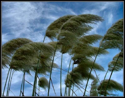 Windy condition is expected to enhance over the island