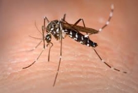 Over 800 prosecuted for Dengue breeding