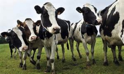 The cows that could help fight climate change