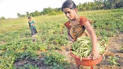 ENHANCING AGRICULTURAL YIELD AND EARNINGS