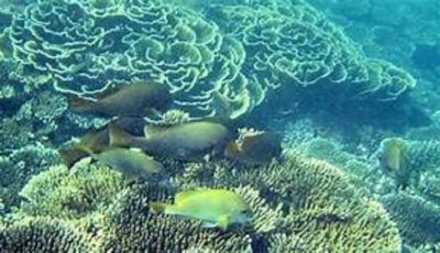 US$ 19.3M  Project to Conserve Kalpitiya Bar Reef