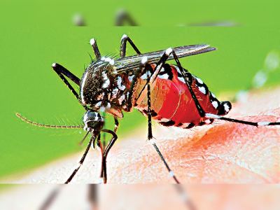 Current Status of Dengue – National Dengue Control Unit