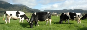 US grants LKR 3.15 billion grant for milk industry