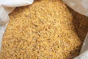 PMB begins sale of paddy