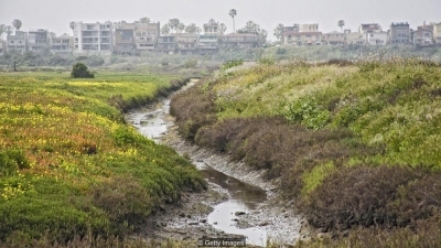 weeds  can help fight climate change