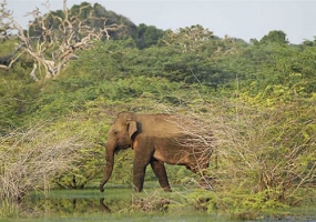 Youth trained as guides for Suriyawewa Safari  Park