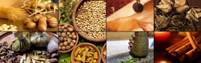 Sri Lanka's first Ayurvedic Medicine Museum in Wadduwa