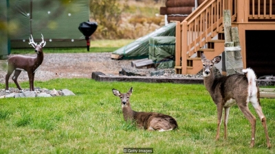 Animals who able to survive climate change