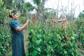 Popularizing Pepper cultivation as a home garden