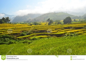 Paddy lands to be surveyed to identify needs