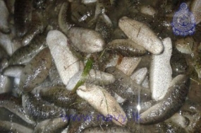 Navy arrest seven fishermen harvesting sea cucumber