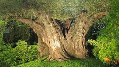 The ancient trees that tell the future