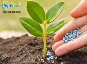 Agriculture Ministry to provide fertilizer at old prices