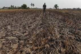 Parched fields force Thailand to look beyond rice