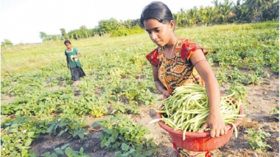 Developing agriculture exports