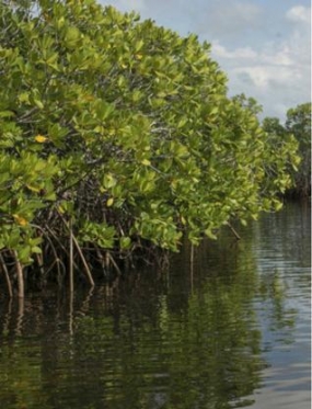 Mission Mangroves in Sri Lanka