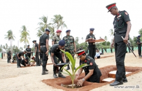 Coconut trees planted along Mailaddy beach