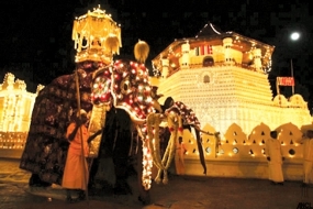 Kap planting for Kandy Esala Perahera on 15th