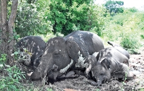 Elephant family found dead at Wilpattu