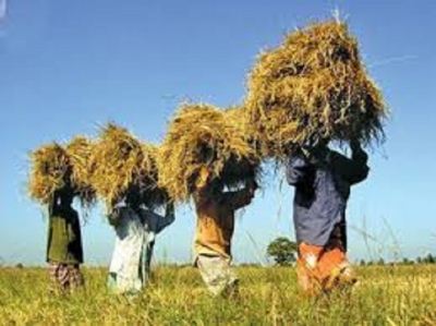 Government commences purchasing paddy in Maha season