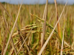 Batticaloa Paddy Harvest under Parasite Threat