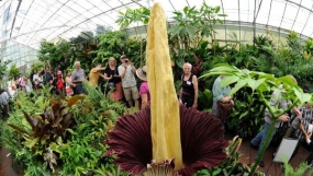 World&#039;s largest flower blooms in Tokyo park