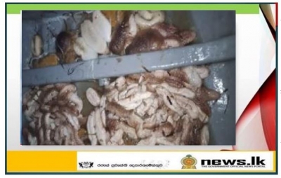 Navy Apprehends 03 suspects with 105 live sea cucumbers