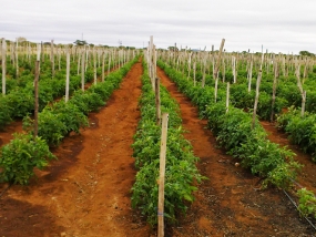 Importance of the Youth Participation in Agriculture  Highlighted  at WCU2014