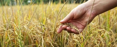 A resilient rice that withstands saline soil