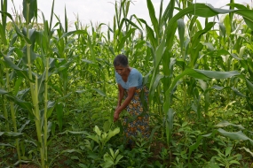 Successful food crops cultivation in Puttalam